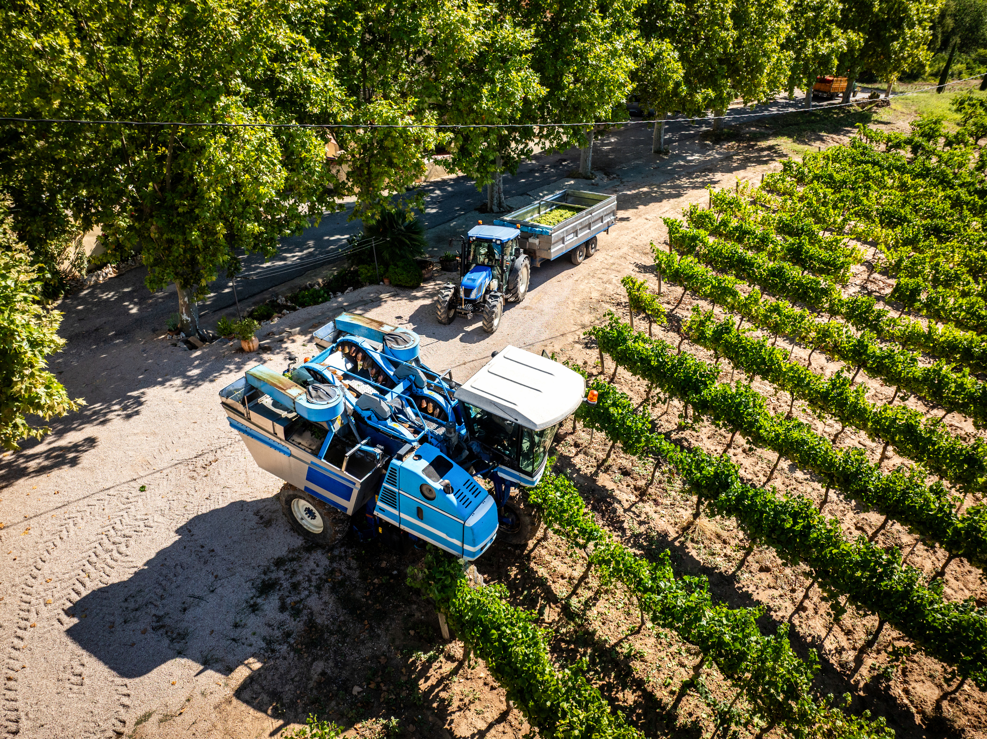 automated-grape-harvester-working-in-a-lush-green-vineyard-while-a-tractor-with-a-trailer-full-of-newly-harvested-grapes-drives-along-a-dirt-road-in-rural-catalonia-spain