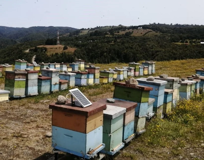 Los agricultores latinoamericanos se llenan de entusiasmo con el monitoreo inteligente de polinización de BeeWaze
