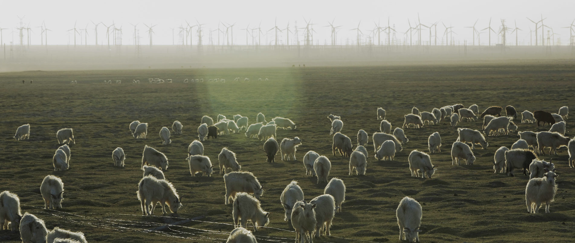 sheep in a filed. Wind farm as a backdrop